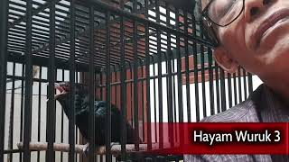 BURUNG TUWU HAYAM WURUK 3.25