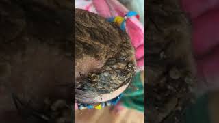 Cradle Cap क्या होता है ? और इसका क्या इलाज़ होता है ? #shorts