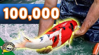 $100,000 Koi Fish Unboxing! Over 50 Boxes of Koi! Beautiful Big Koi.