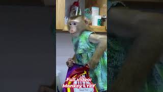 Monkey Lyly looking for food in the kitchen #shorts #viralshort