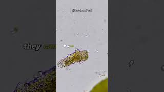 Tardigrades (Water Bear) is immortal? | #animals #tardigrade #fyp