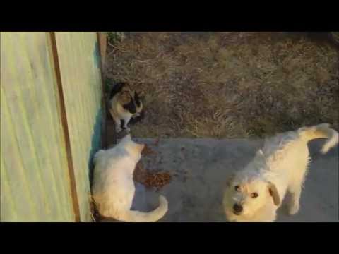 Simon the Cat chased by Dog