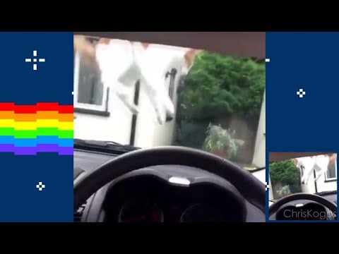 Nyan Cat vs. Car Horn