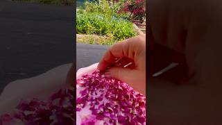 Magical Rose Tea from the Garden | Petal by Petal, Sip by Sip #shorts