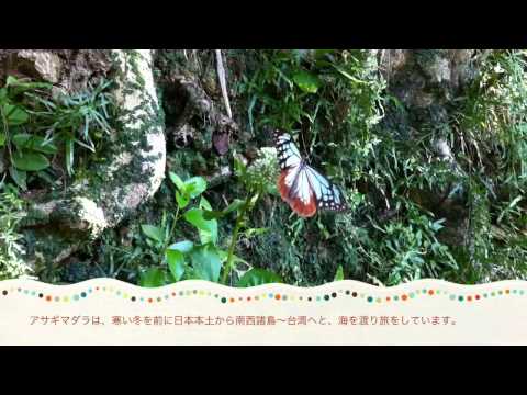 アサギマダラ