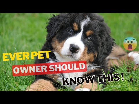 12 Harmful Things You Do to Your Dog Without Realizing It | Every Dog Owner Should Know This