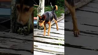 #dog#vairal#trending#gew#gew#short#youtube
