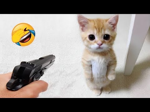 You Won't Believe the FUNNIEST ANIMALS Moments Caught on Camera