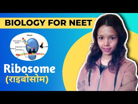Ribosome || Definition, Structure, Functions|| #neet  Lt Lecturer || biology