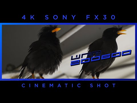4K 10BIT | VENTED MYNA BIRD นกเอี้ยง | SONY 200 600 FX30 | CINEMATIC DAVINCI RESOLVE | SHOT 31