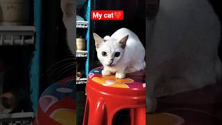mew mewoo #cute #cat #funny #kitten #mistimaity #catfood #viralvideo #mistymony #petfood #cat