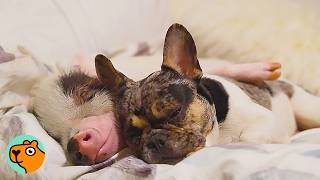 Pig And Puppy Think They’re Twins. No One Saw it! | Cuddle Buddies