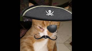 Pumpkin Boo, cat, talking pet app
