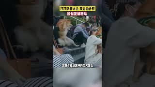 汪汪隊開大會！柴犬們聚會拍合照，臉似複製粘貼 #大象新聞