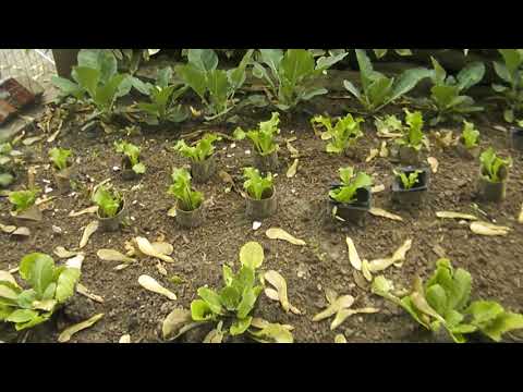 How To Use Toilet Paper Rolls In Your Garden