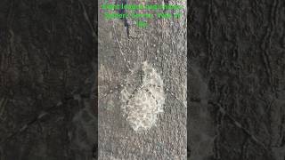 Eight legged web.  Spider’s secret.  Web life. Spider egg sac.