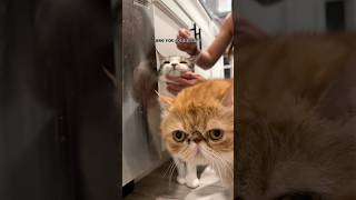 Nighttime pills per Sven’s schedule. PART 2. #catmom #cats #catlife #catsbeingcats #catvideos