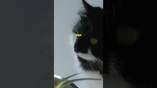 Cat knowledge 101!