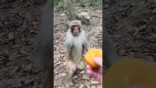 Funny moments of wild monkeys in the reserve #41