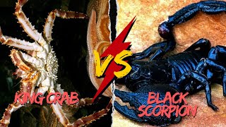 Underwater Face-Off: Mighty King Crab vs. Fierce Black Scorpion !