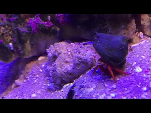 The Hermit crabs secret