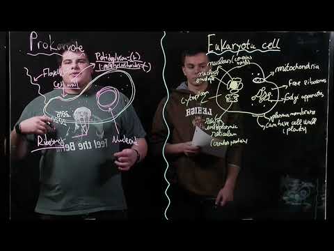 Structural Differences of Prokaryotes v. Eukaryotes (BIOS 041)