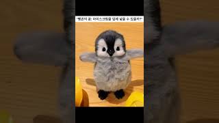 "아기 펭귄, 첫 아이스크림 도전! 🐧🍦"