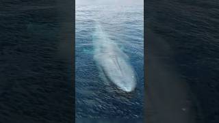 Blue whale breathing