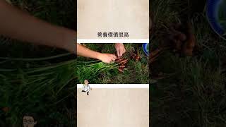 熱量冷知識之胡蘿蔔 #蘿蔔 #胡蘿蔔 #營養 #冷知識 #熱量 #震烽 #健康 #瘦身 #減肥 #分享 #蔬菜 #fyp #short