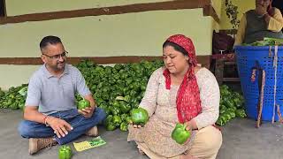 #F1 hybrid sweet pepper KSPH 2301.A short clip with farmer from district kullu,Himachal pradesh.