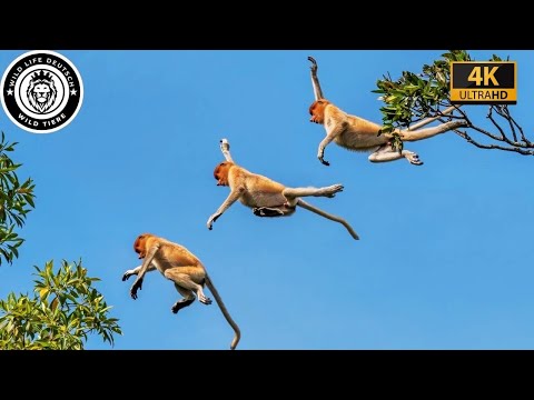 THE SECRET OF THE AMAZON – The Jungle of Silent Killers #animalworld | Wild Animals