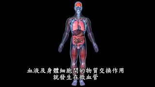 BEMER 微循環
