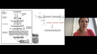 Dermatosparaxis EDS (dEDS) - Prof. Fransiska Malfait | English (EN)