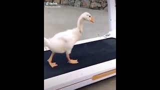 hahahahha this is a crack up hahahmicheal duckson #animallover #funnyanimals  #fitness #ti