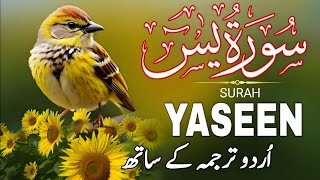 Surah Yaseen With Urdu Translation | Episode 225 | Surah Yaseen Urdu Tarjuma ke Sath