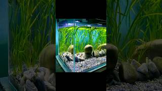 DIY. Basic Low tech Planted tank setup. #aquarium #fish #aquascape #aquariumfish #plants #nepal #diy