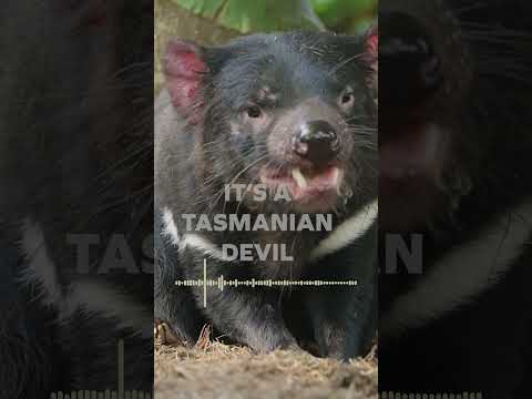 Tip: You'll find this marsupial in Australia