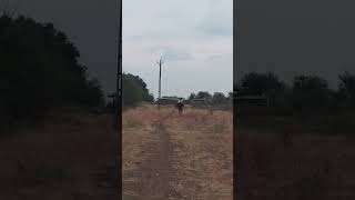 🐎⚡💀YouTubeShorts​ #viralshort  #ShortsAlgorithm​ #ShortsSEO​ #TrendingMusic​ #2024Trends​#attitude