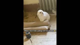 Who’s so cute when they’re angry? It’s the bunnies 🐰 !#bunnies