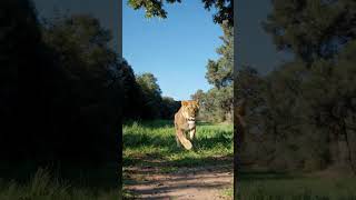 #NywildAnimalsnatury#WildAnimalsnatury#WildAnimals #Wildlife #NatureLovers#MountainSplit #EpicNature