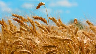 Aspectos Básicos del Cultivo de Trigo