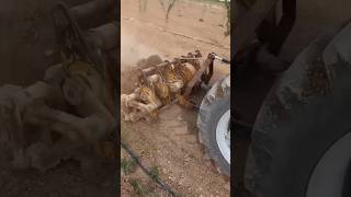 Amazing rotavator for tractor #agriculture #tractor #farming