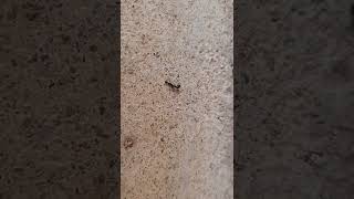 ant蚂蚁打架