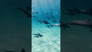 DOLPHINS VS SLOTHS
