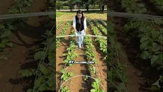 Amazing Chinese and Japanese vegetables farming techniques?!