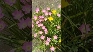 RAINLILY  #nature #greenlove #flowers #gogreen #shorts #short #shortvideo #reelsvideo