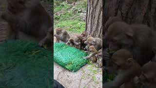 AWW MONKEY | THEY GOT SOMETHING | MONKEY FUN EVERY EVERYDAY