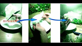 Fruit Design - How to Design Fruits and Vegetables EP#1269