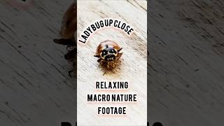Ladybug Up Close Cleaning Itself | Relaxing Macro Nature Footage ,🐞