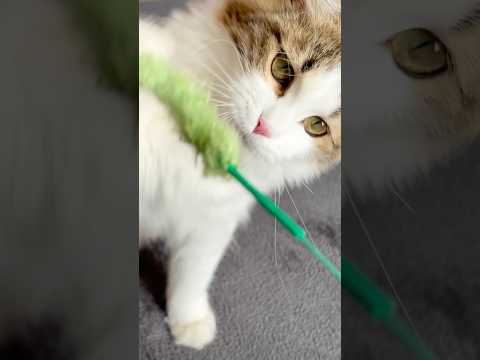 【目の癒し】ひたすら猫じゃらしでじゃれ愛タイム #jazz #cat #猫のいる暮らし #asmr #癒し #ヒーリング #猫のいる生活 #ねこ